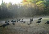1570 Ryno Road - Photo 44
