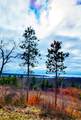  Indigo Trail - Photo 17