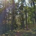 6844 Modern Way - Photo 10