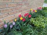 411 Higby Street - Photo 51