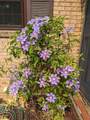 411 Higby Street - Photo 55