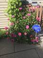 246 Alten Avenue - Photo 30