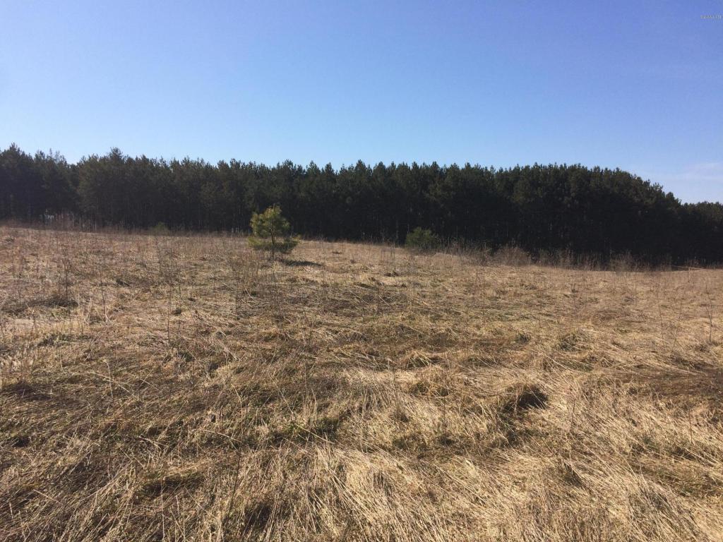 Running Buck - Photo 1
