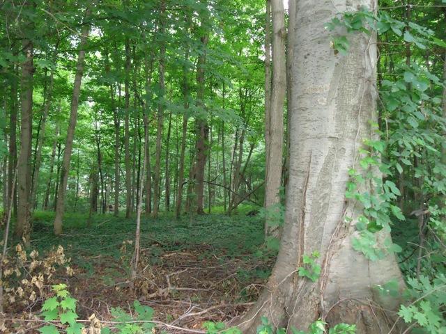 Forest Hall Avenue - Photo 1