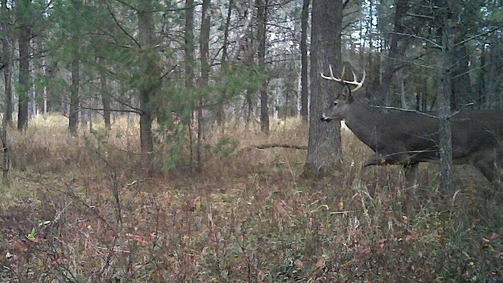 V/L Twin Creek Road - Photo 1