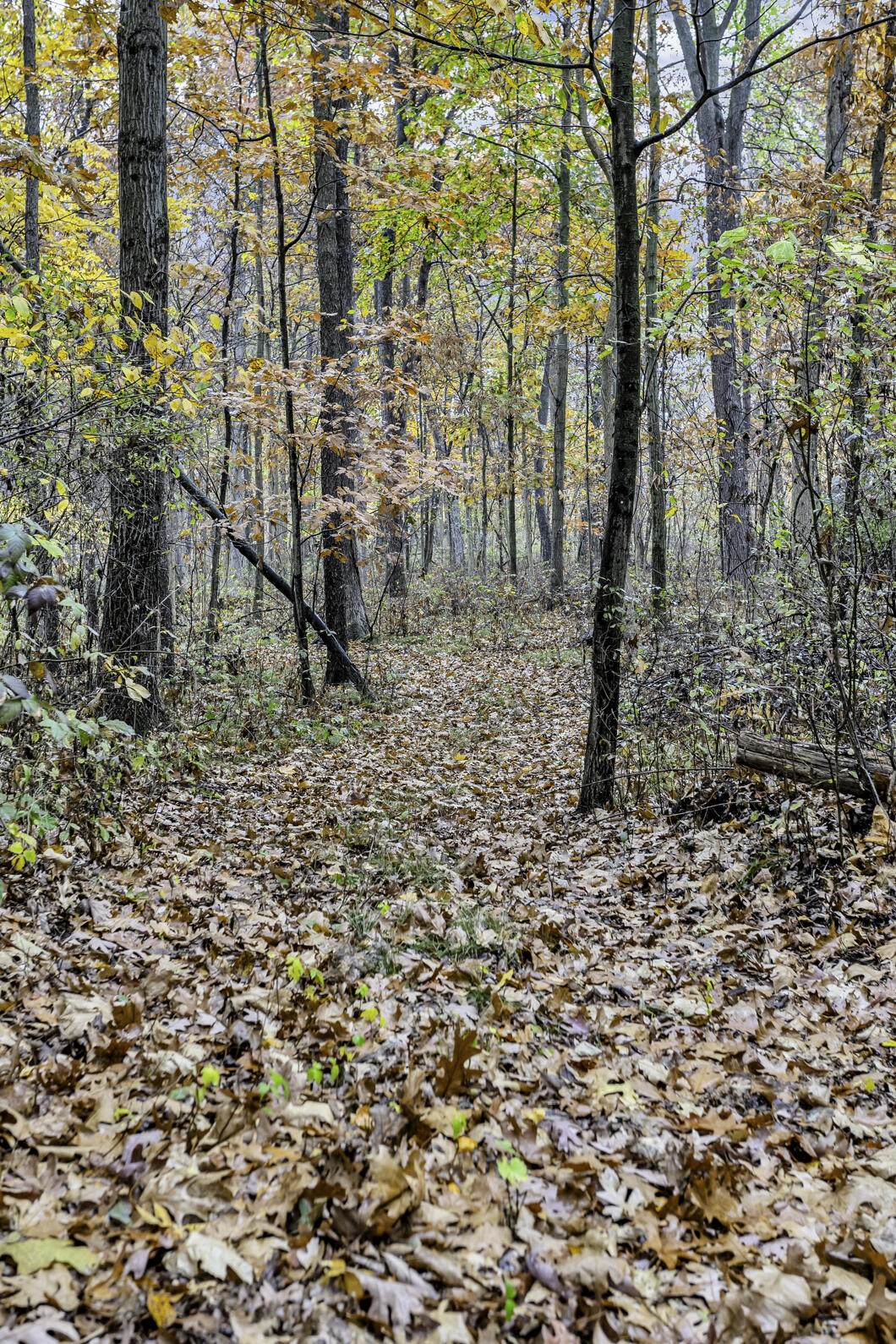 Lot B Mosherville - Photo 1
