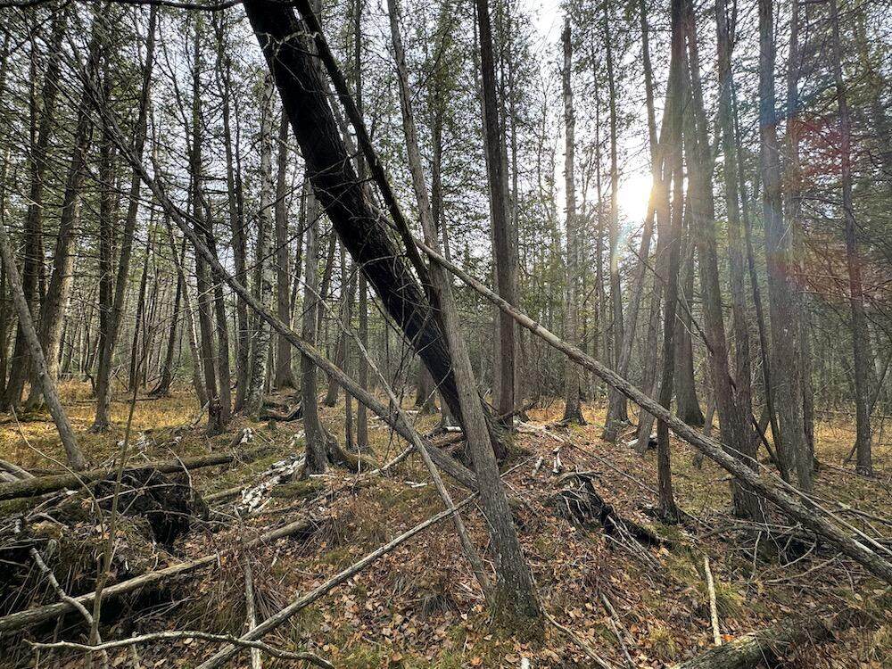 VL Riverview Road - Photo 1