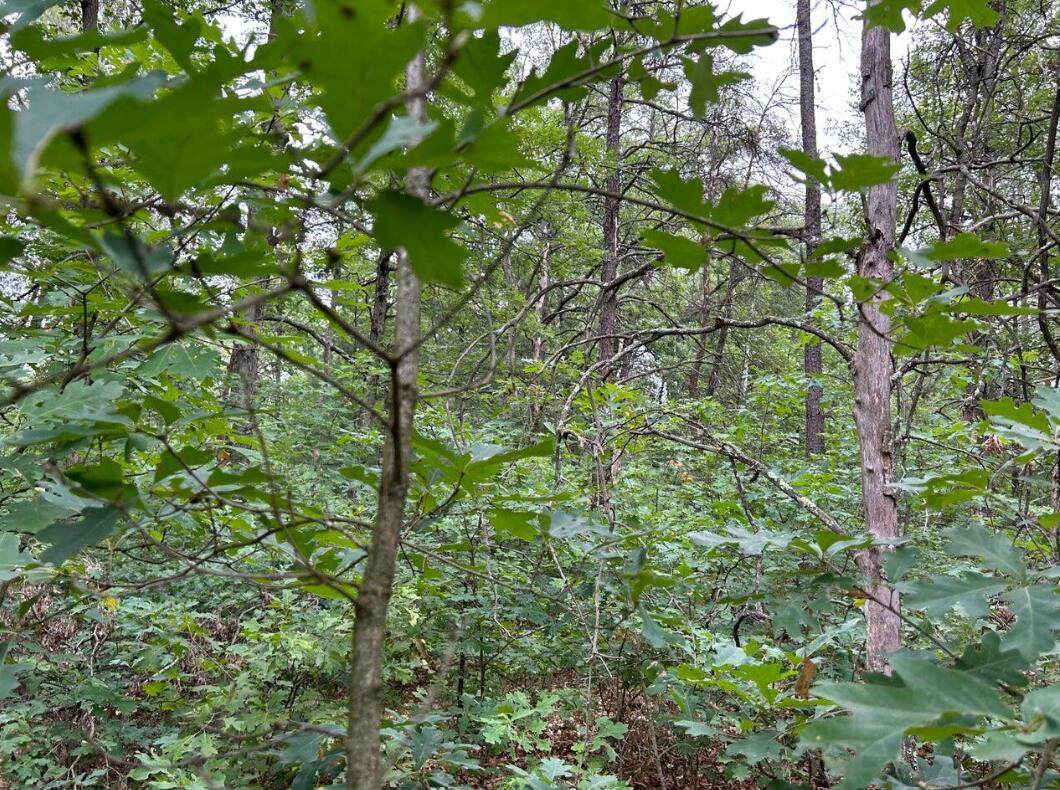 V/L Lake Murray Street - Photo 1