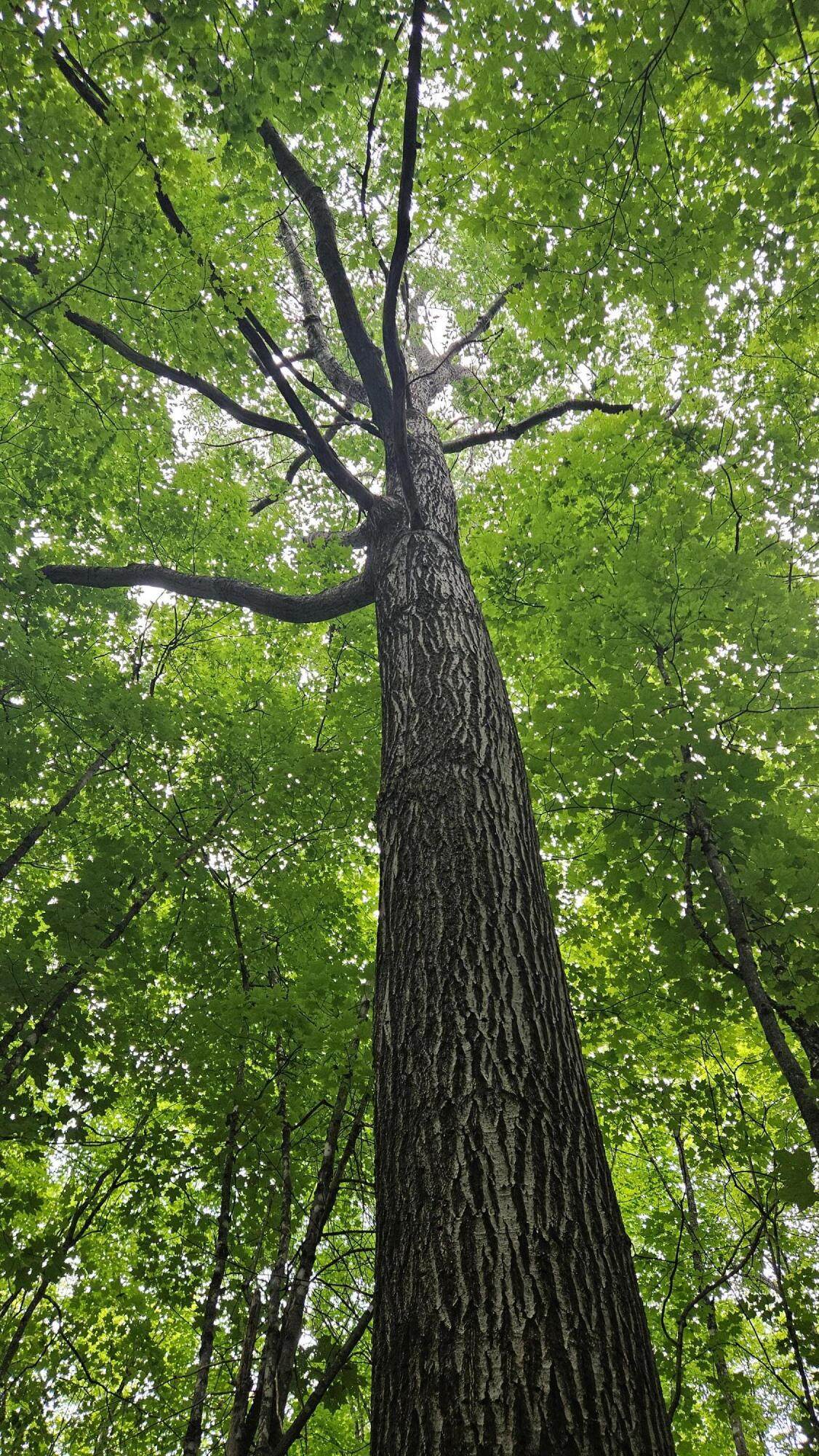 6392 Old U.S. 45 - Photo 1