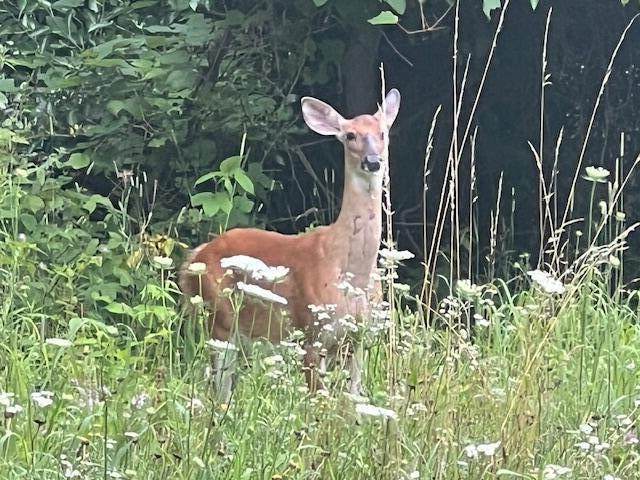 https://bt-photos.global.ssl.fastly.net/swmich/orig_boomver_1_26011761-2.jpg