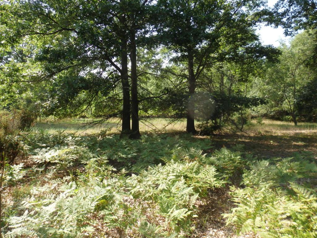 Birchwood Drive - Photo 1