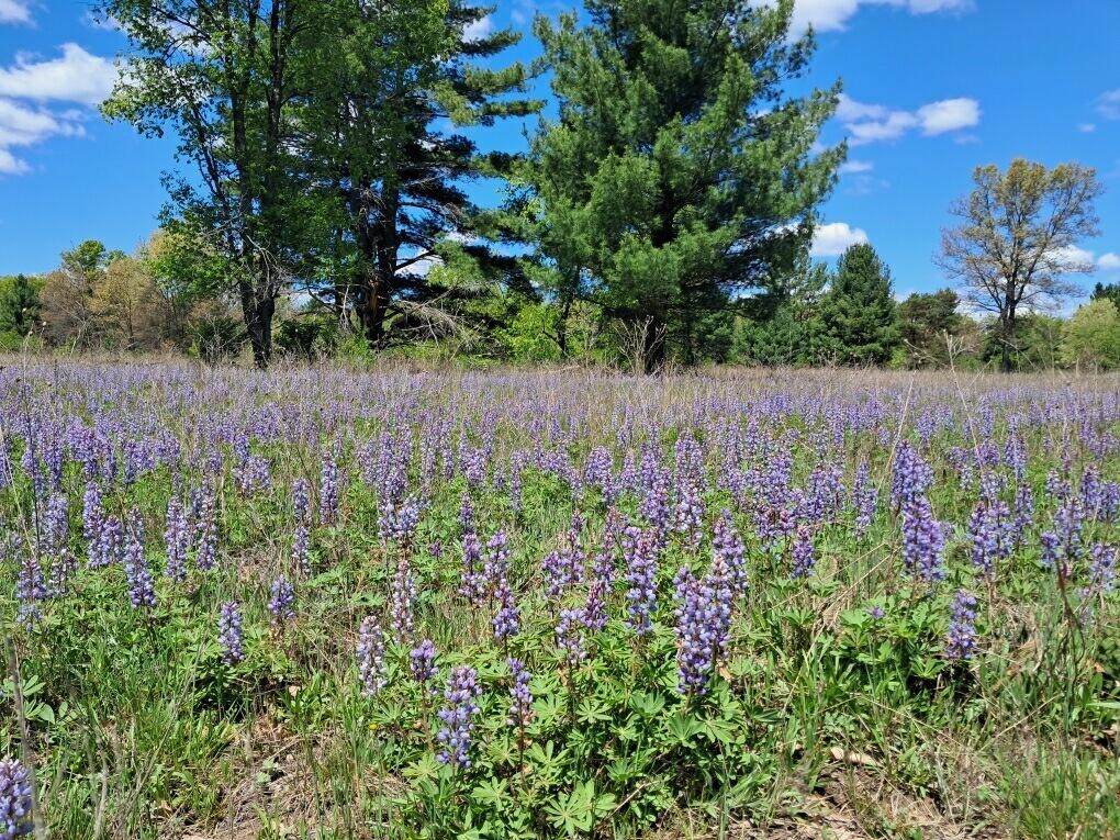 12.86AC Barberry Avenue - Photo 1