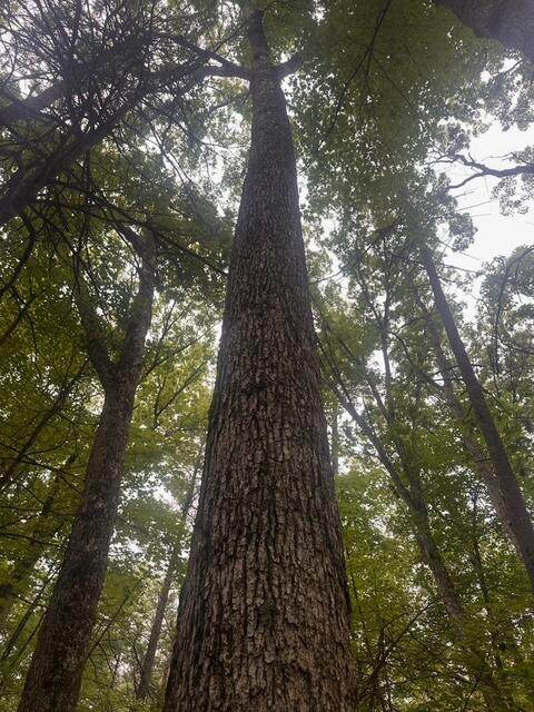 0 Meinert Road - Photo 1