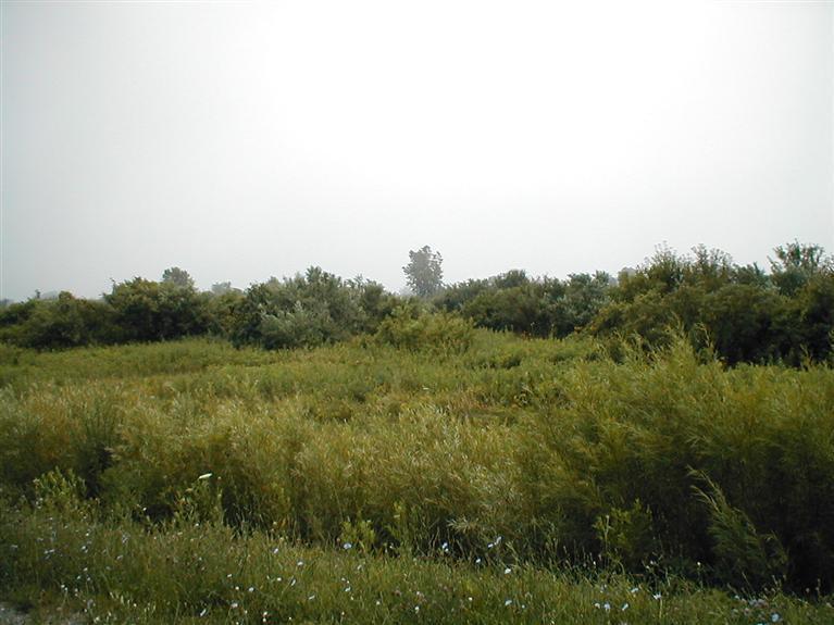 Lot C Lemon Creek Road - Photo 1