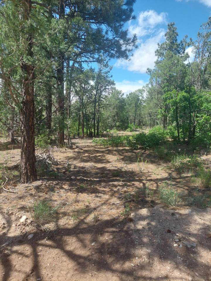 16 Secret Pines Court - Photo 1