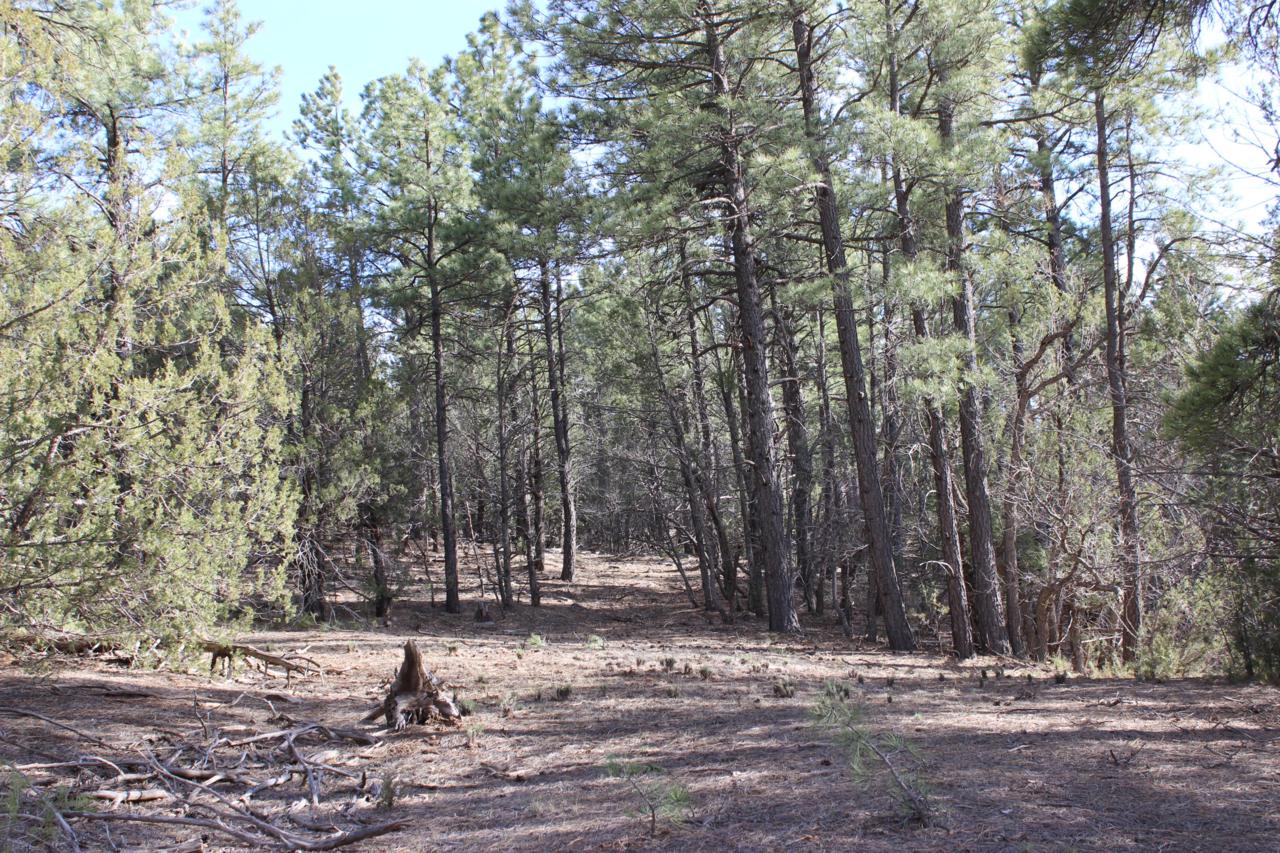85 Carolino Canyon Road - Photo 1