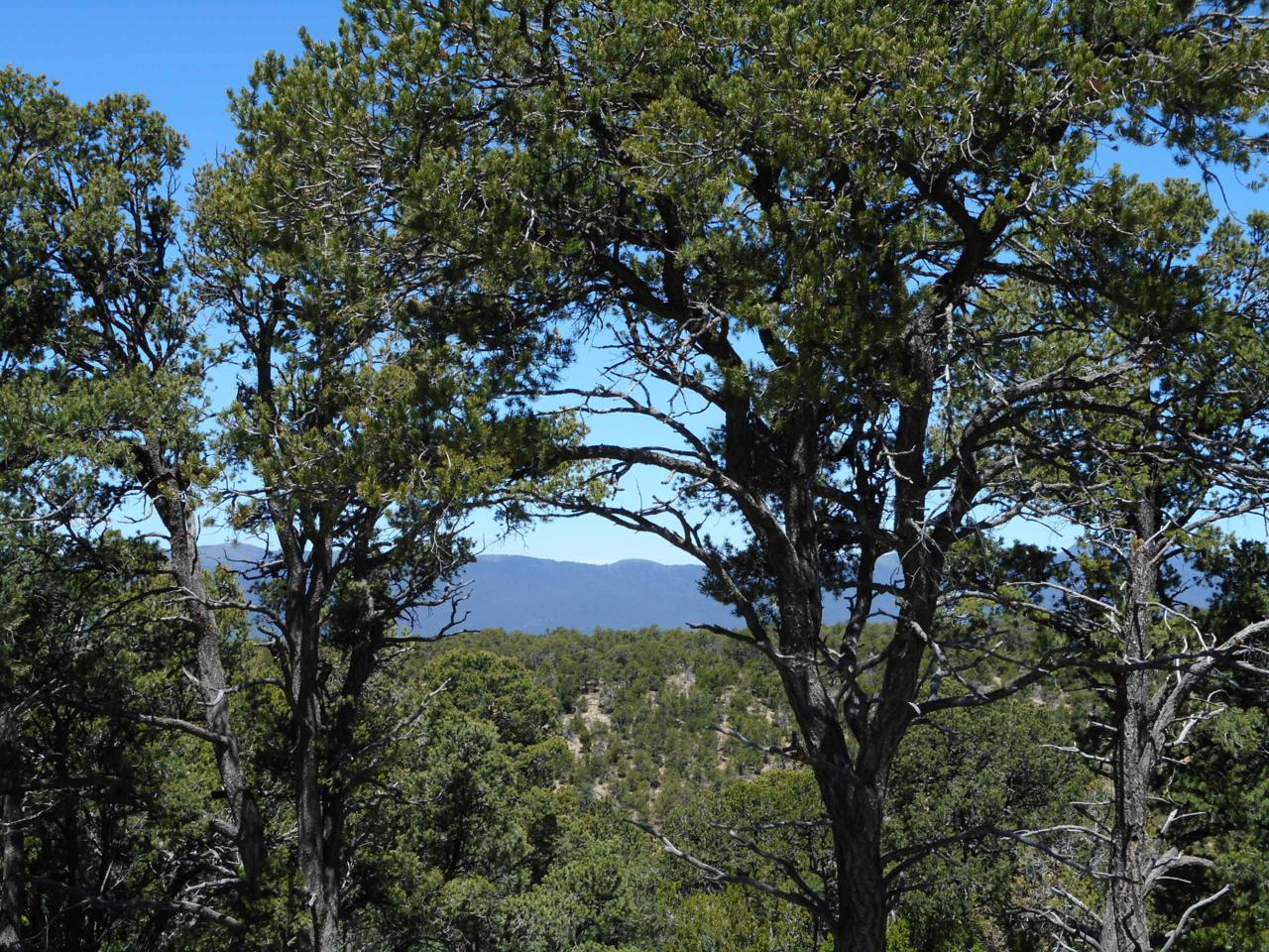 215 Via Sedillo Road - Photo 1