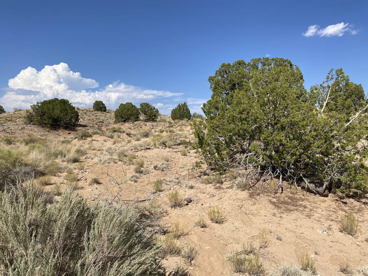2304 Desert Zinnia Road - Photo 1