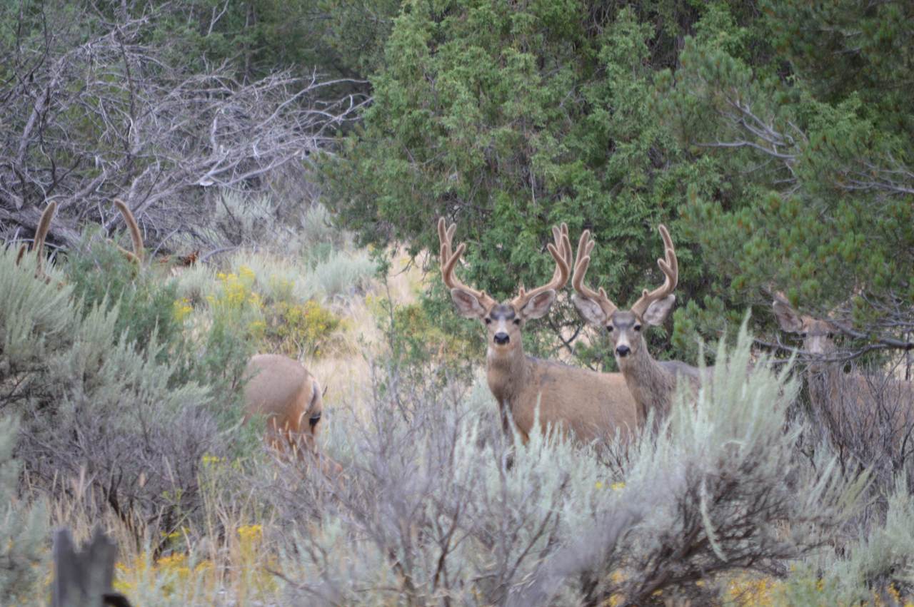Muley Ridge - Cr 395 - Photo 1