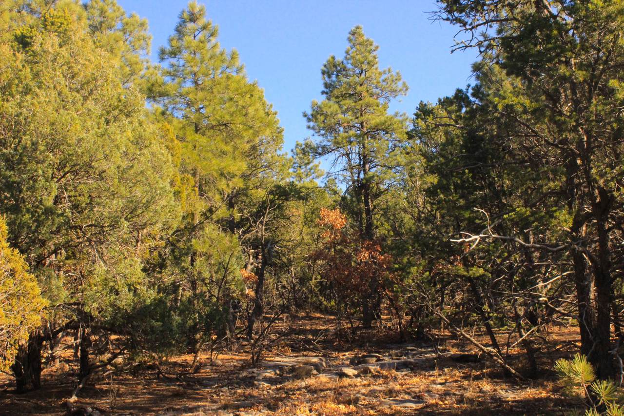 85 Carolino Canyon Road - Photo 1