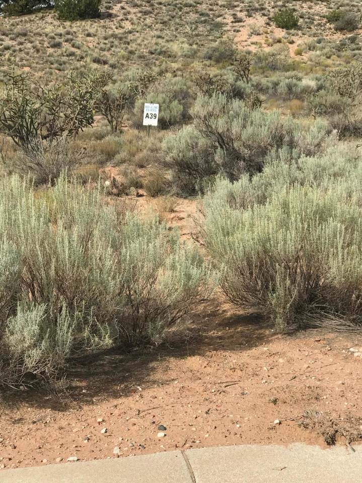 Rooster Point Road - Photo 1