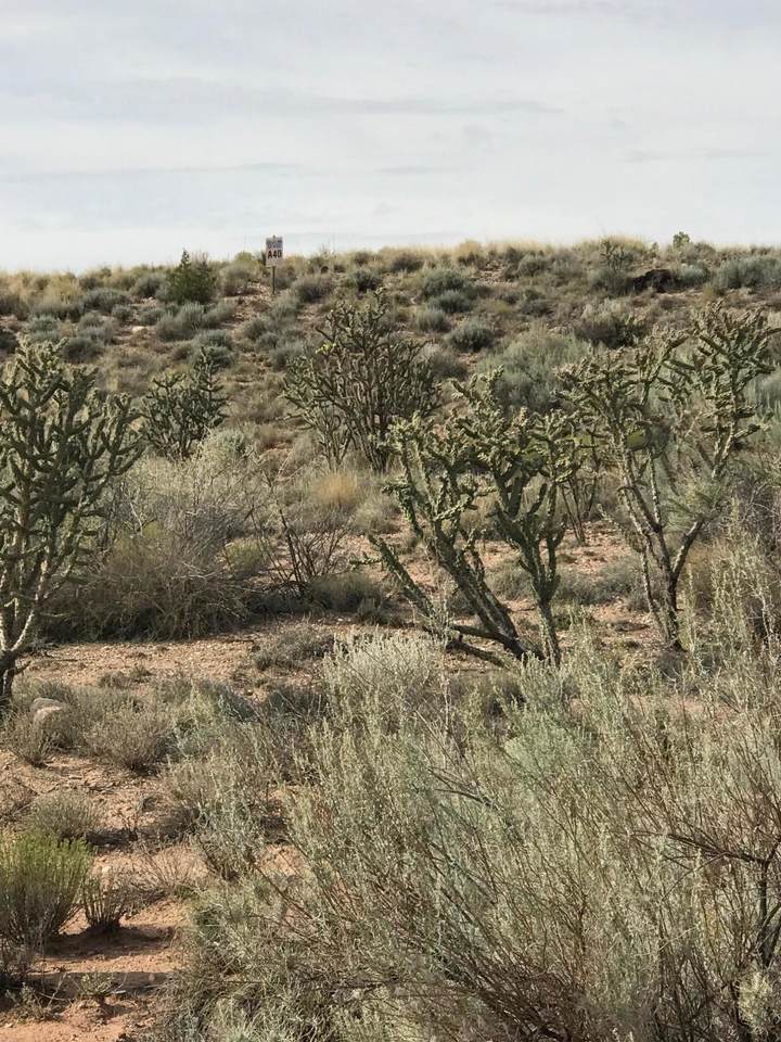 Rooster Point Road - Photo 1