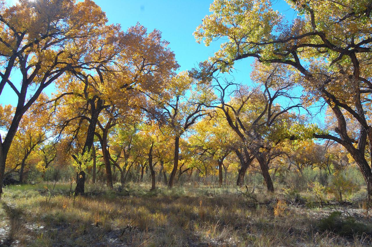Bosque Retreat - Photo 1