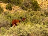  Us Hwy 550 - Photo 50