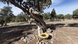 47 Pinewood Circle - Photo 62