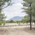 21 Branding Iron Road - Photo 50