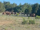 18 N Bar S Trail - Photo 49