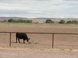  Carrasco Farm Lane Road - Photo 43