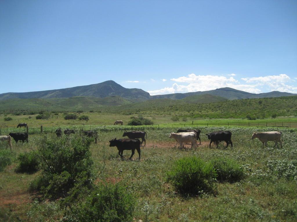Apache Gap Ranch - Photo 1