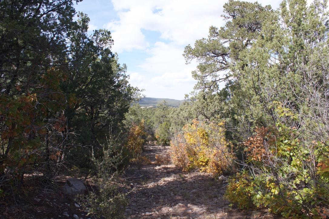 502 Juan Tomas Road - Photo 1 502 Juan Tomas Road - Photo 1