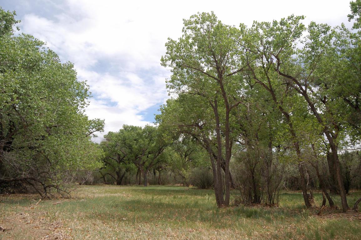 Bosque Retreat - Photo 1