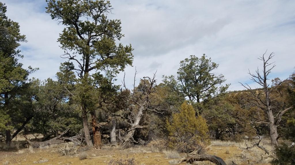 U5 Lot 77 Wild Horse Ranch - Photo 1