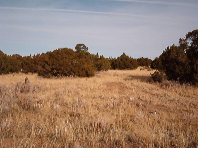 7 Cedar Tree Lane - Photo 1 7 Cedar Tree Lane - Photo 1