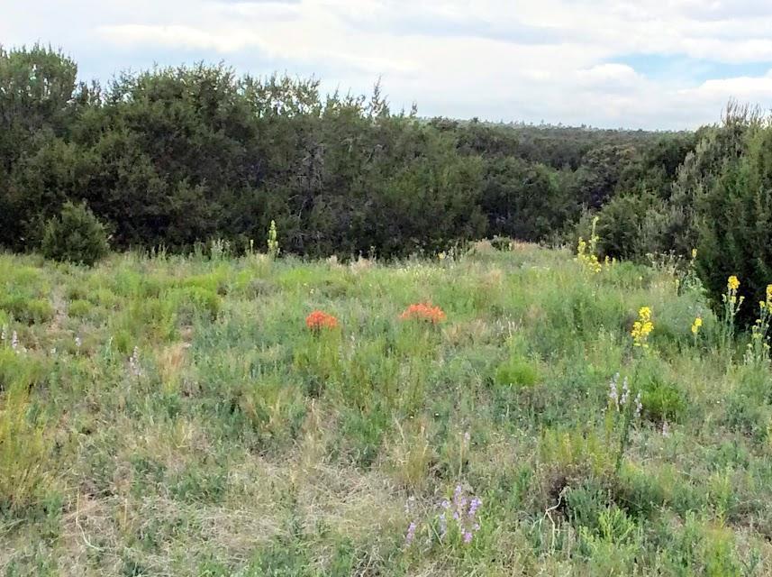 41 Sundance Kid Road - Photo 1 41 Sundance Kid Road - Photo 1
