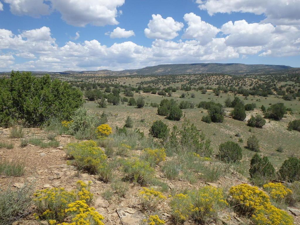 Cabin Springs Ranch - Photo 1