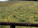 TBD Spring Valley Rd - Photo 15