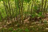 Lot 83 Spring Pond Trl - Photo 16