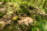 Lot 83 Spring Pond Trl - Photo 33
