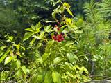 TBD Little Vine Road - Photo 20