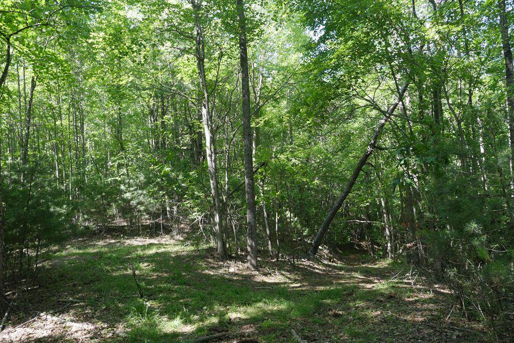 TBD Bedsaul Road - Photo 1
