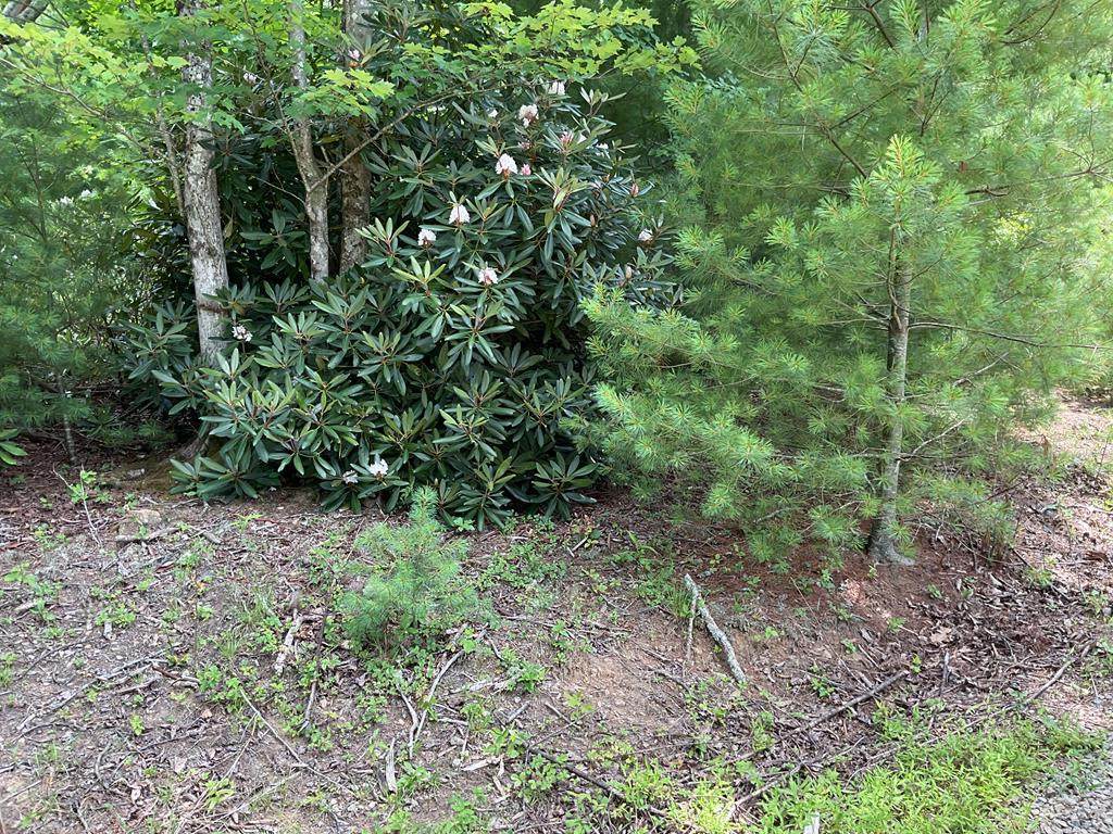 555 Evergreen Trail - Photo 1