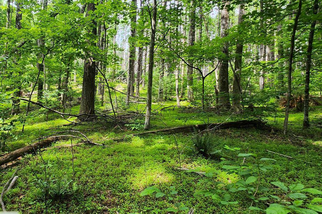 Lot 45 Southern View Trail - Photo 1