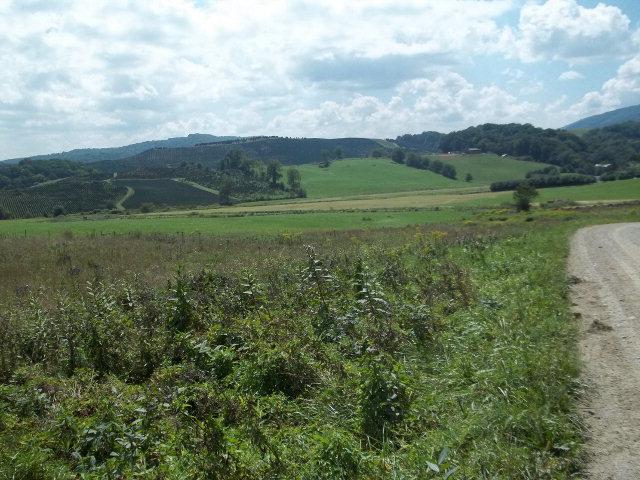 TBD Low Gap Road - Photo 1