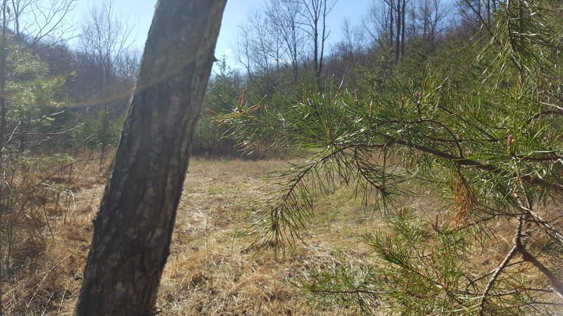 tbd #12 Woolwine Highway - Photo 1