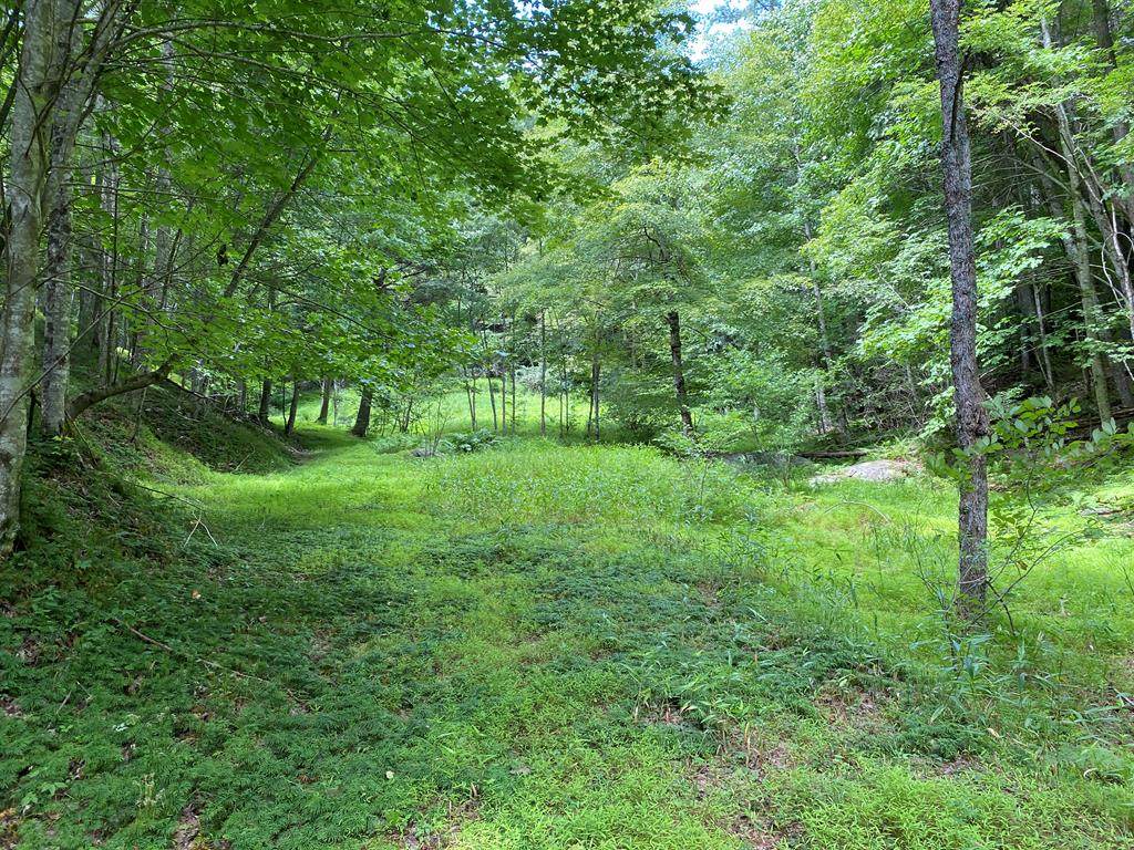 TBD Laurel Creek Rd - Photo 1