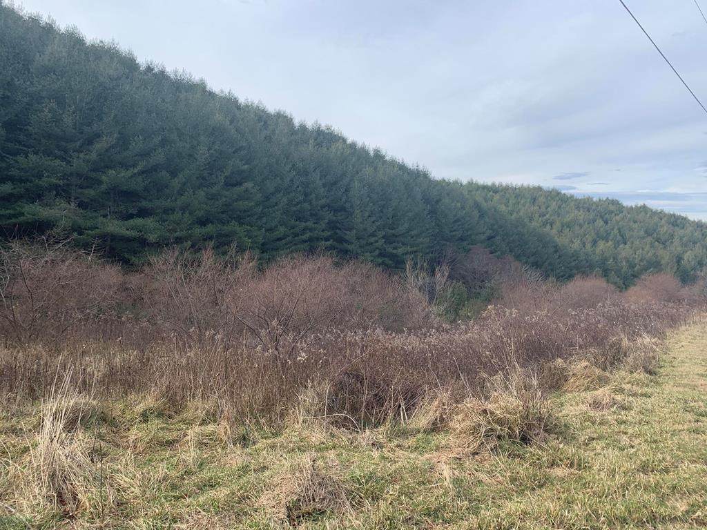 TBD Deer Path Rd. - Photo 1